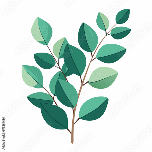 eucalyptus leaves and branches on a white background