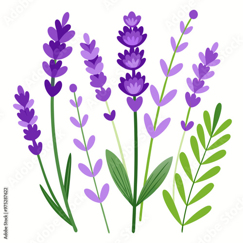 lavender flower vector, illustration of lavender flowers isolated on a white background