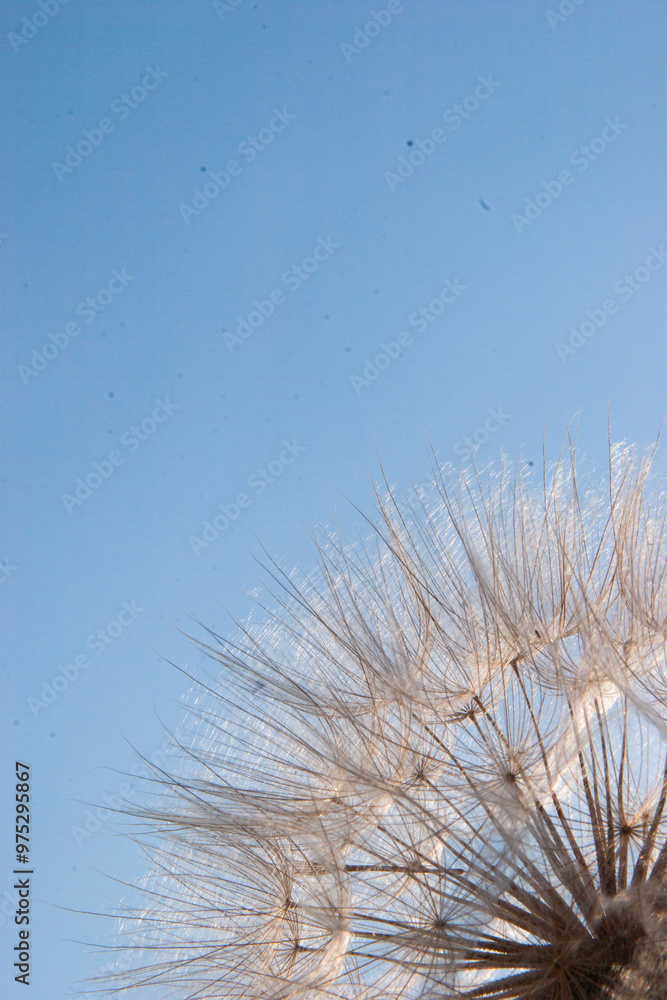 Fototapeta premium dandelion seed