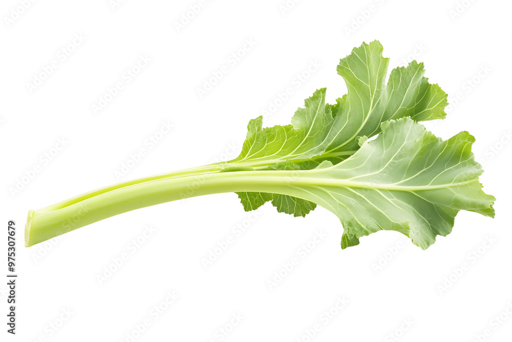 fresh green lettuce fresh green lettuce