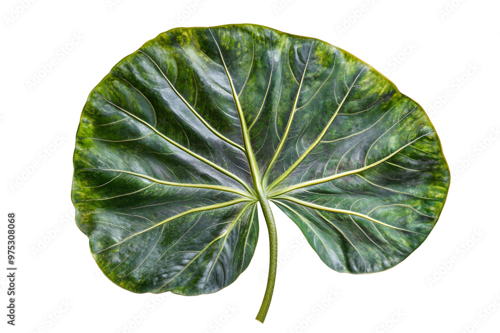 leaf isolated on white background leaf isolated on white background