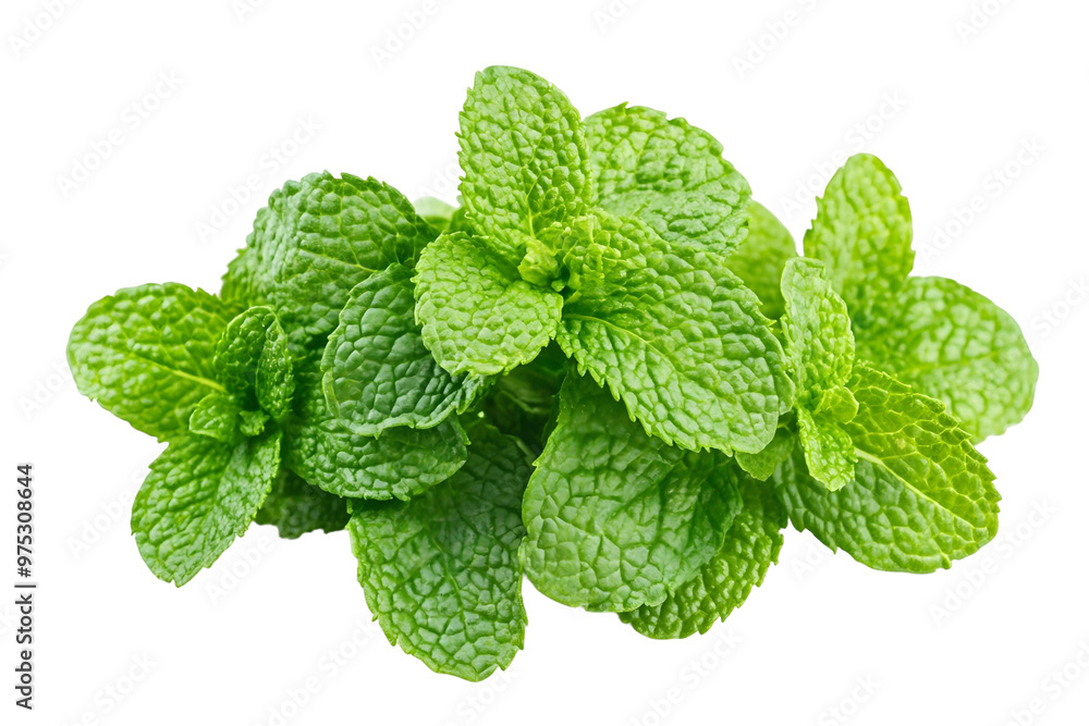 Mint leaves, vibrant green and fresh, isolated against a pure white background Mint leaves, vibrant green and fresh, isolated against a pure white background
