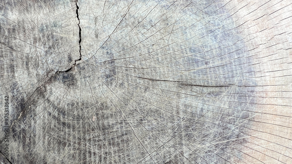 Fototapeta premium Gray and black tree stump texture. Smooth and cracked texture. Tree stump background.