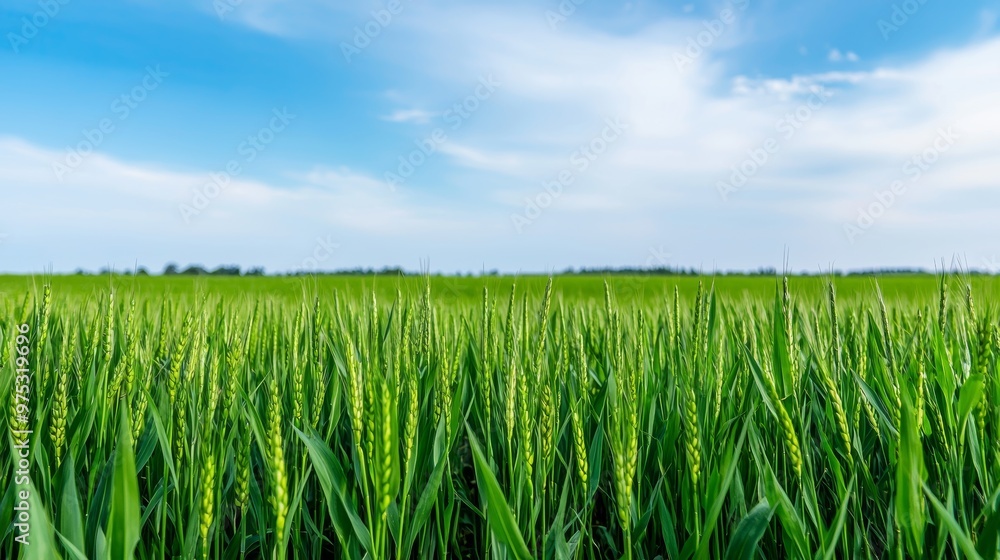 Lush green wheat field under clear blue sky on a sunny day. Concept of agriculture, growth, and rural landscape. Lush green wheat field under clear blue sky on a sunny day. Concept of agriculture, growth, and rural landscape.