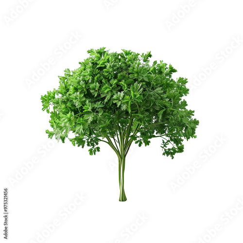 Fresh Parsley Bunch Isolated on Black Background