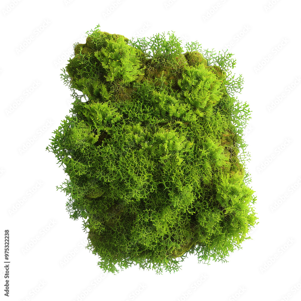 Obraz premium Green Moss Texture