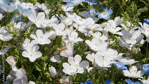 ネモフィラ（Nemophila）
