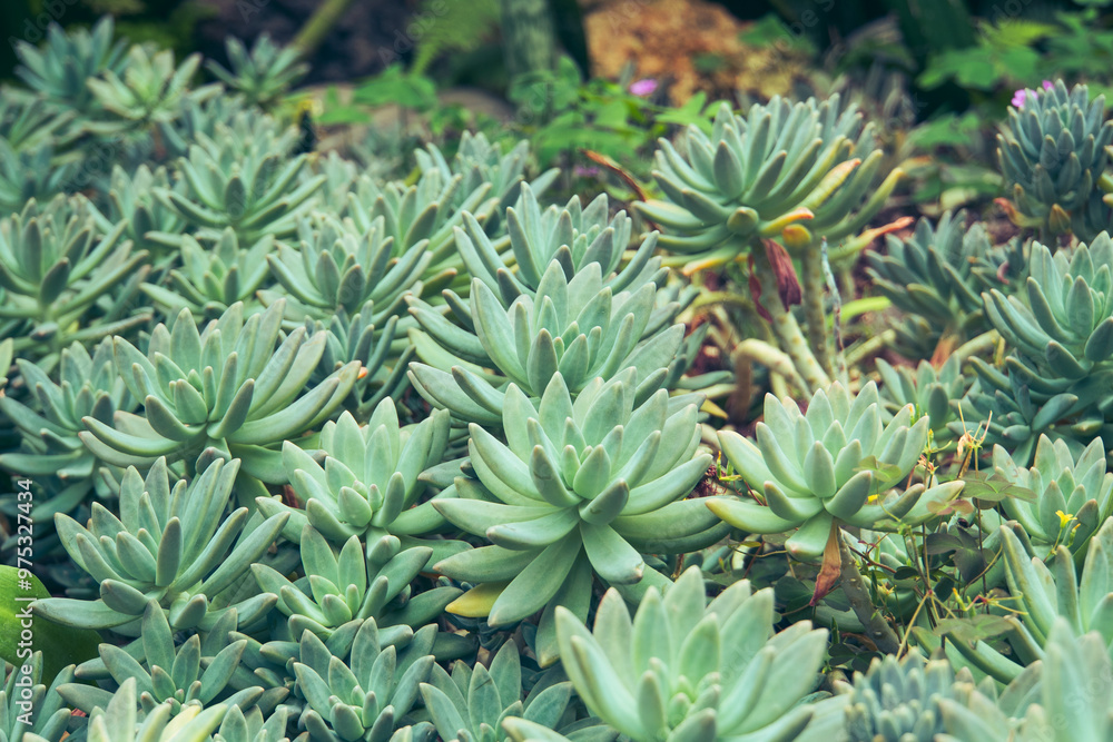 Echeveria succulents in Kebun Raya Bali, Indonesia Echeveria succulents in Kebun Raya Bali, Indonesia