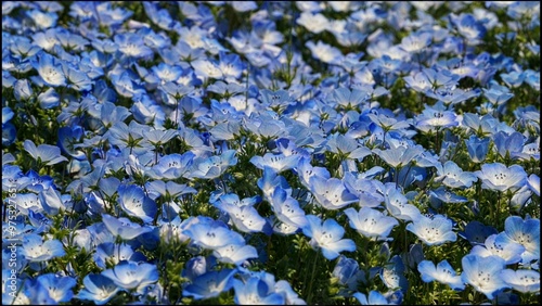 　ネモフィラ（Nemophila） photo