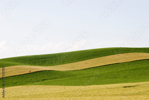 wheat field