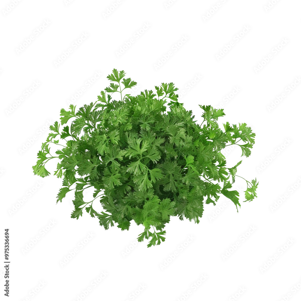 Obraz premium Fresh Green Parsley