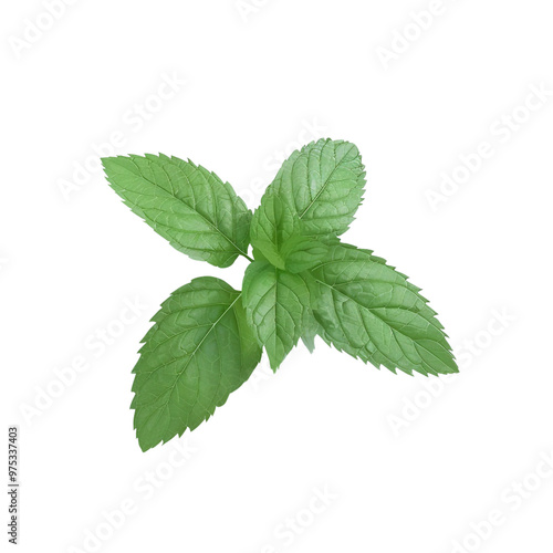 Fresh Mint Leaves