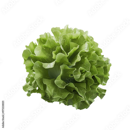 Green Lettuce