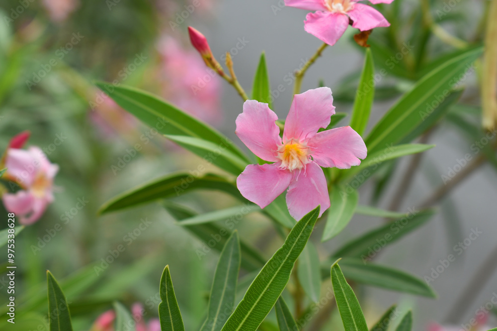 Nerium oleander in bloom, Pink siplicity bunch of flowers and green leaves on branches, Nerium Oleander shrub Pink flowers, ornamental shrub branches in daylight, bunch of flowers closeup Nerium oleander in bloom, Pink siplicity bunch of flowers and green leaves on branches, Nerium Oleander shrub Pink flowers, ornamental shrub branches in daylight, bunch of flowers closeup