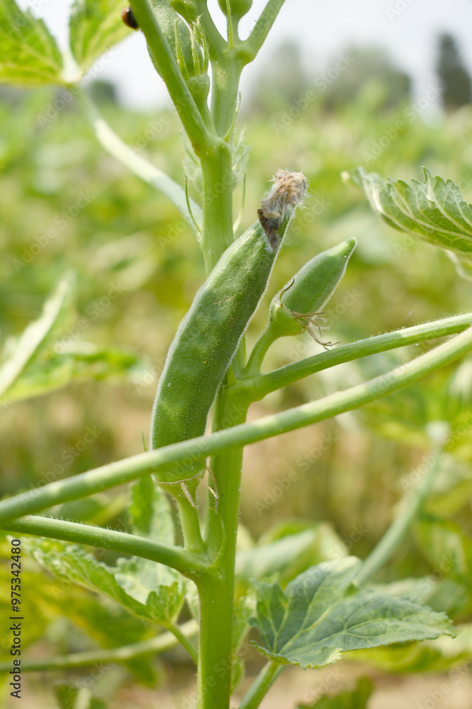 Lady finger or Okra on a plant, Fresh okra plant, Okra closeup on the tree, Lady Fingers or Okra vegetable on plant in farm organic vegetables, Close up of Lady finger, Chakwal, Punjab, Pakistan Lady finger or Okra on a plant, Fresh okra plant, Okra closeup on the tree, Lady Fingers or Okra vegetable on plant in farm organic vegetables, Close up of Lady finger, Chakwal, Punjab, Pakistan