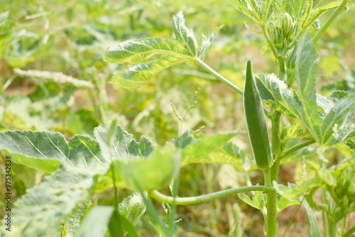 Lady finger or Okra on a plant, Fresh okra plant, Okra closeup on the tree, Lady Fingers or Okra vegetable on plant in farm organic vegetables, Close up of Lady finger, Chakwal, Punjab, Pakistan