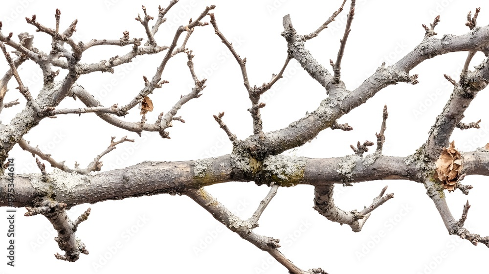 Close-Up of Dry Tree Branches Isolated on White Background. Close-Up of Dry Tree Branches Isolated on White Background.