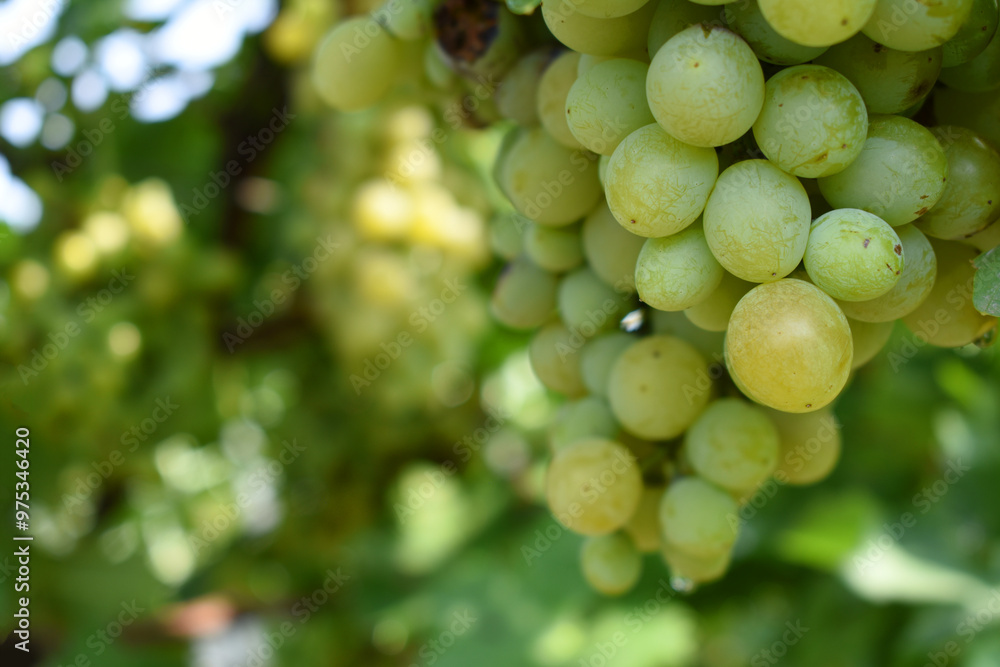 Close up of grapes hanging on Vine, Hanging grapes. Grape farming. Grapes farm. Tasty green grape bunches hanging on branch. Grapes With Selective Focus on the subject, Chakwal, Punjab, Pakistan Close up of grapes hanging on Vine, Hanging grapes. Grape farming. Grapes farm. Tasty green grape bunches hanging on branch. Grapes With Selective Focus on the subject, Chakwal, Punjab, Pakistan