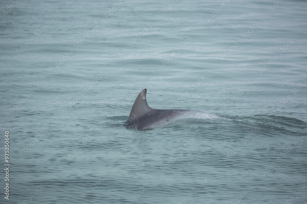 Fototapeta premium dolphin in the water