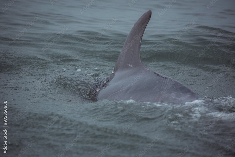 Naklejka premium dolphin in the water
