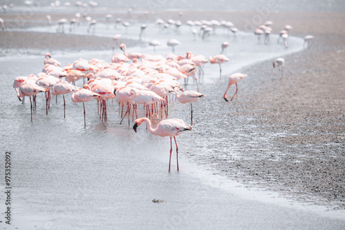 flamingos in the water photo