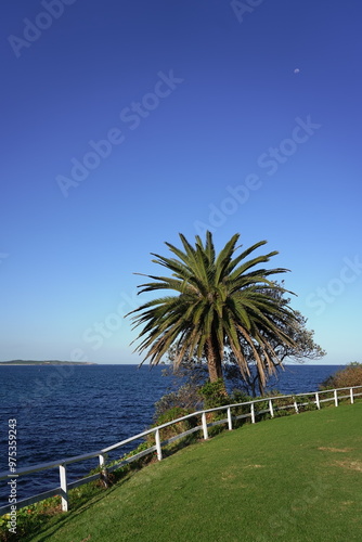 palm tree on the beach