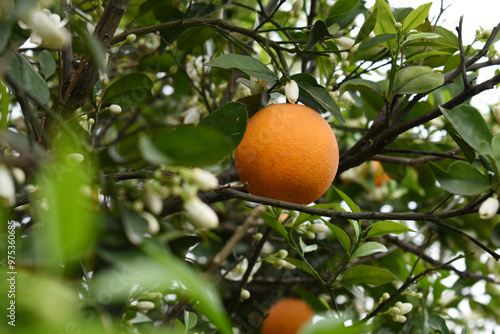 ripe oranges on tree, close-up of a beautiful orange tree with orange, fruit hanging on a tree, Close-up of ripe oranges hanging on a tree in an orange plantation garden, Chakwal, Punjab, Pakistan