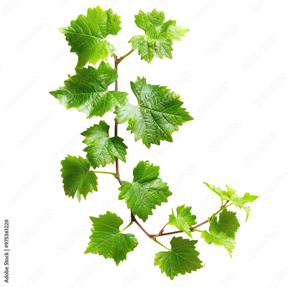 Fresh Young Vine Leaves with Grapevine Stem Isolated on Transparent or White Background, PNG Fresh Young Vine Leaves with Grapevine Stem Isolated on Transparent or White Background, PNG