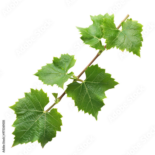 Fresh Young Vine Leaves with Grapevine Stem Isolated on Transparent or White Background, PNG