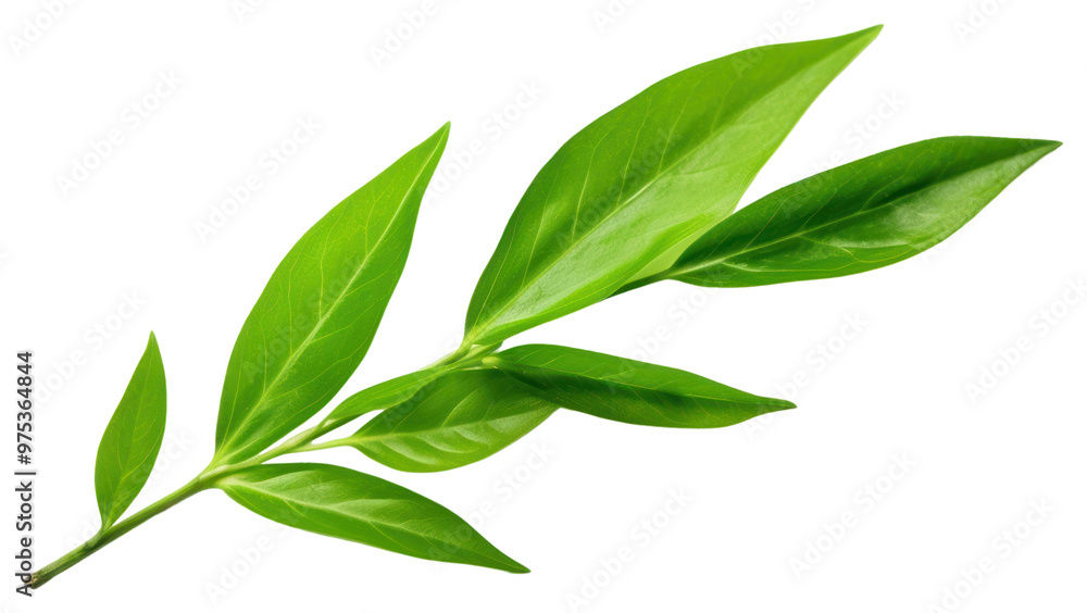 PNG Green tea leaf plant green herbs. PNG Green tea leaf plant green herbs.