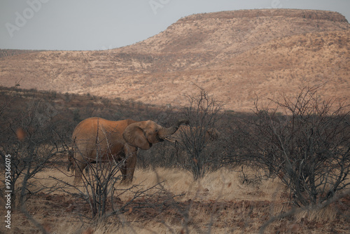 desert elephant in the forest photo