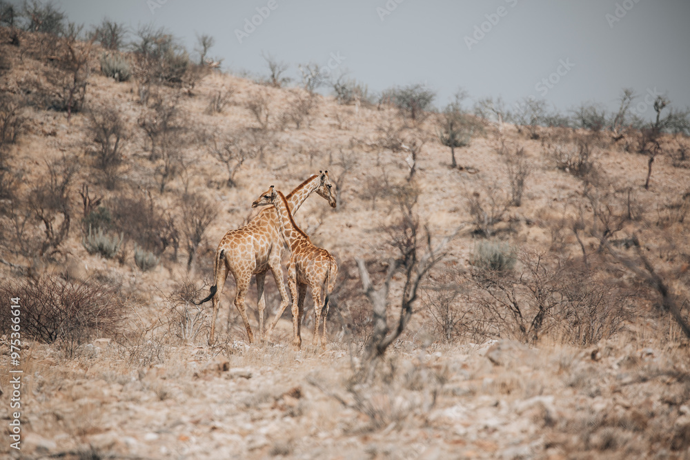 Naklejka premium giraffe in the savannah