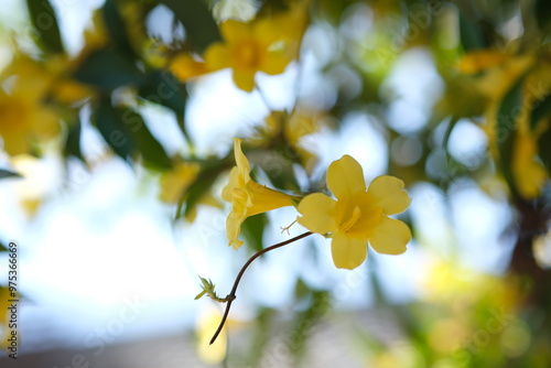 カロライナジャスミン