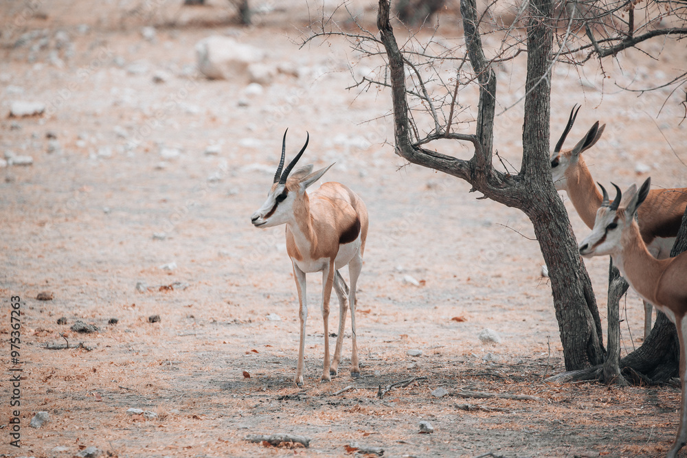 impala in the wild impala in the wild