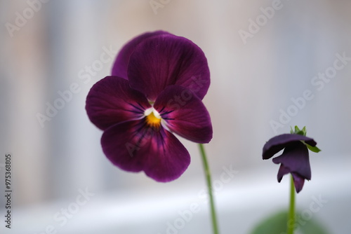 赤紫色のビオラの花