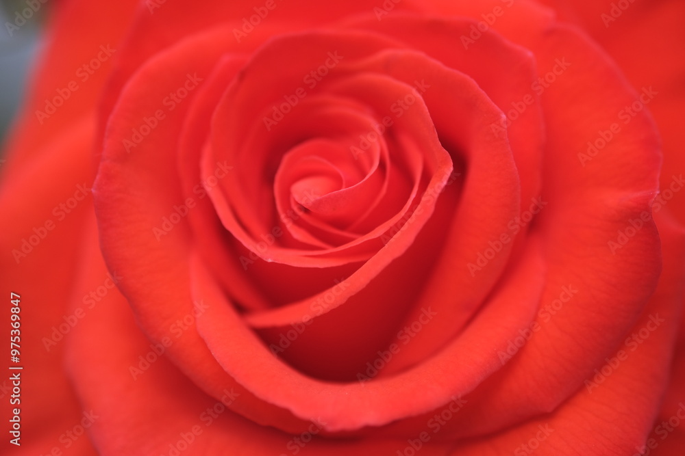 赤色の薔薇の花びら 赤色の薔薇の花びら