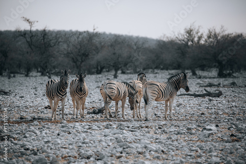 group of zebras