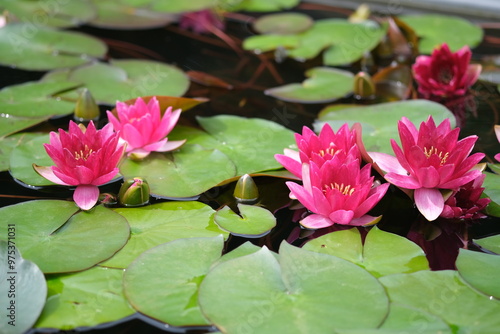 ピンク色の睡蓮の花