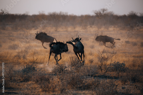 wildebeest in namibia