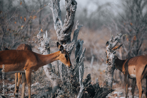 deer in the woods