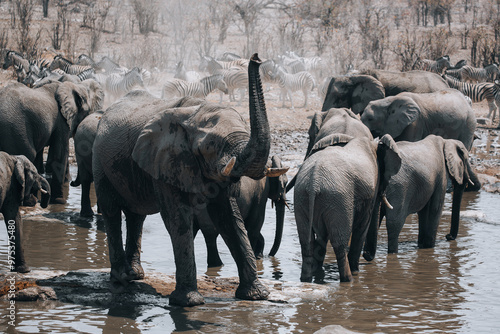 Sticker elephants in the water