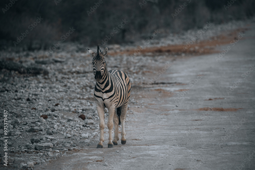 Fototapeta premium zebra crossing the road