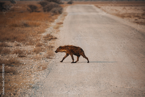 hyena in savannah photo