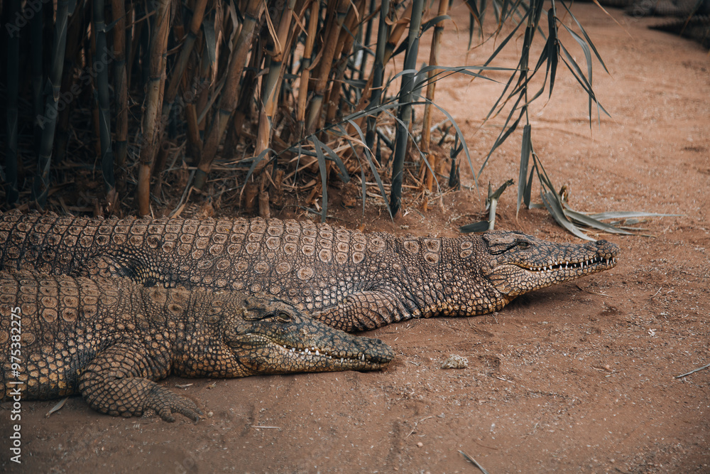 Fototapeta premium crocodiles