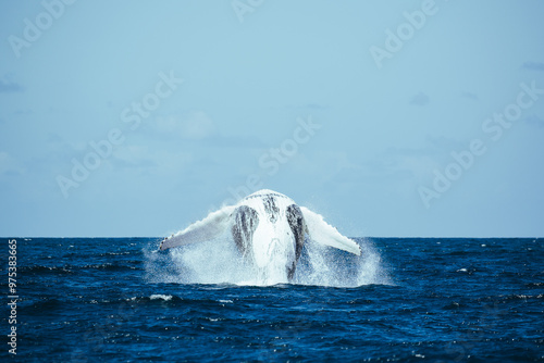 whale in the sea photo