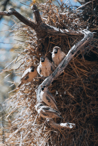 bird on a tree photo