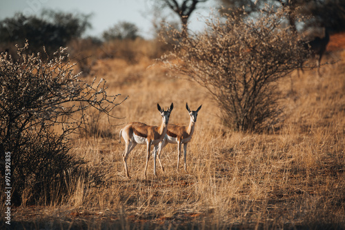 impala in the savannah