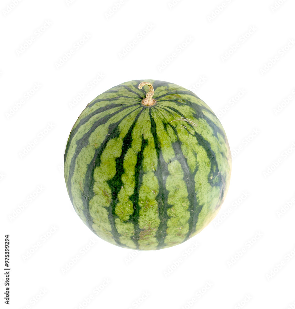 A green watermelon with a green stem A green watermelon with a green stem