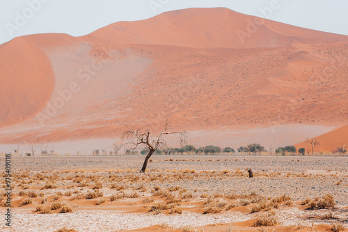 landscape in the desert photo