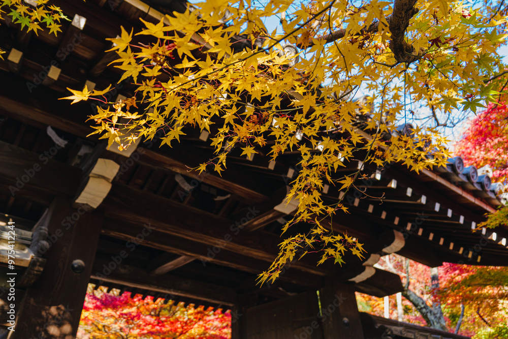 Obraz premium 京都 龍安寺の秋景色
